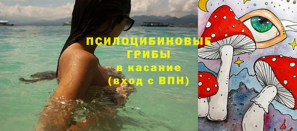 сатива Новокубанск